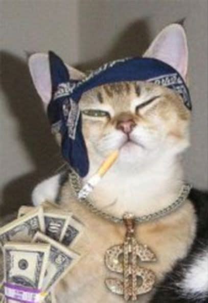 Cat Gangster Bodog